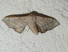 Cicinnus melsheimeri