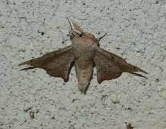 Cicinnus melsheimeri