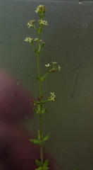 Galium gaudichaudii