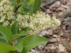 Prunus virginiana