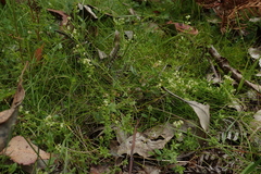 Galium gaudichaudii