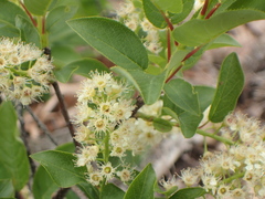 Prunus virginiana