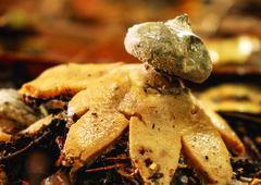 Geastrum pectinatum