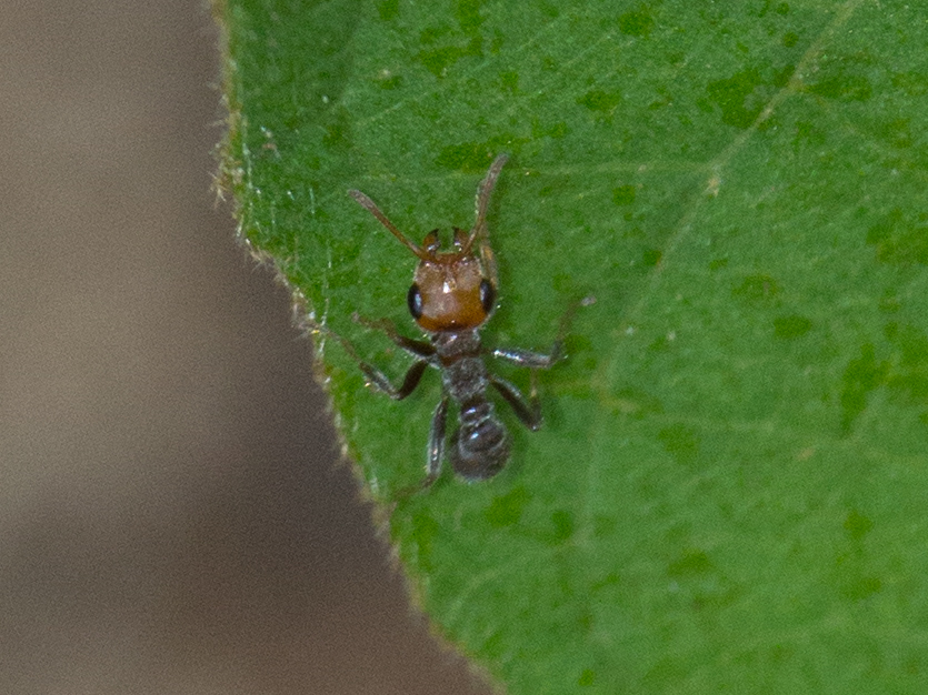 Pseudomyrmex kuenckeli
