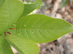 Prunus virginiana