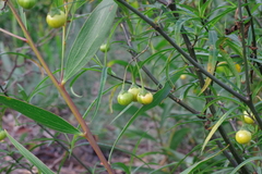 Solanum vescum