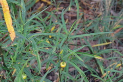 Solanum vescum