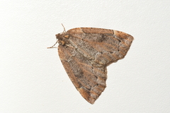 Spodolepis substriataria