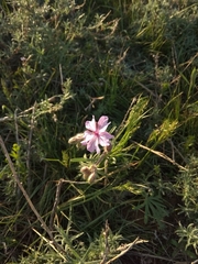 Geranium linearilobum