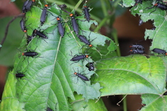 Epicauta mannerheimi