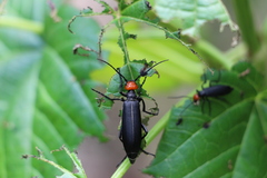 Epicauta mannerheimi