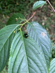 Gallerucida flaviventris
