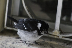 Sporophila americana