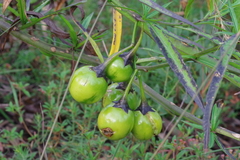 Solanum vescum