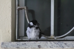 Sporophila americana