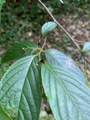 Gallerucida flaviventris