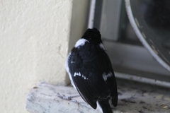 Sporophila americana