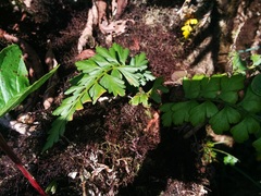 Asplenium aethiopicum