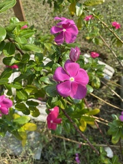 Catharanthus roseus
