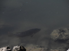 Lutjanus novemfasciatus