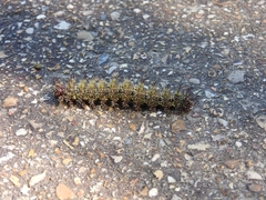 Hemileuca maia