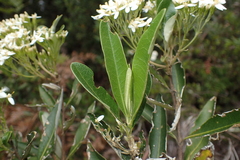 Olearia viscosa