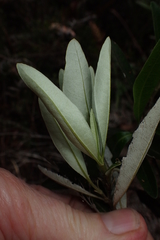 Olearia viscosa