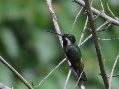 Heliomaster longirostris