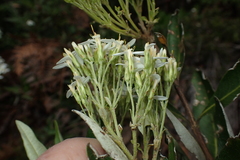 Olearia viscosa
