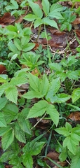 Aegopodium podagraria