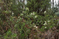 Olearia viscosa