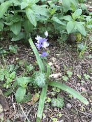 Hyacinthoides