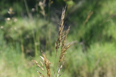 Helictotrichon convolutum