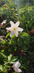 Anemonoides nemorosa