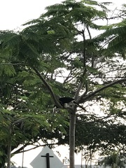 Anthracoceros albirostris