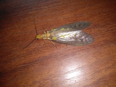 Protohermes costalis