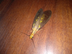 Protohermes costalis