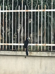 Anthracoceros albirostris