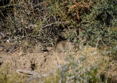 Microcavia australis