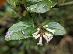 Viburnum suspensum