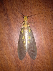 Protohermes costalis