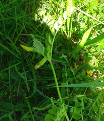 Vicia grandiflora