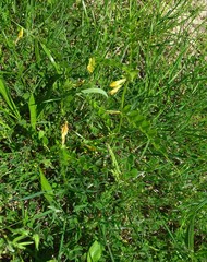 Vicia grandiflora