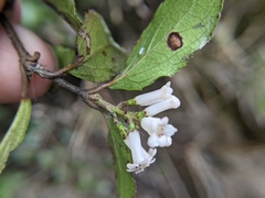 Viburnum suspensum