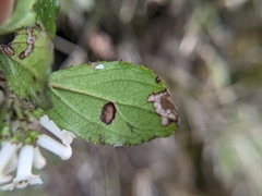 Viburnum suspensum