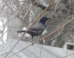 Quiscalus quiscula versicolor