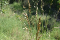 Helictotrichon convolutum