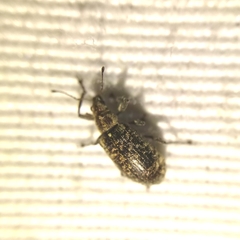 Polydrusus pilosus