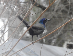 Quiscalus quiscula versicolor