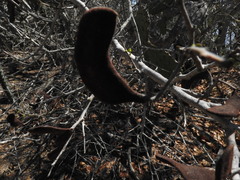 Microlobius foetidus